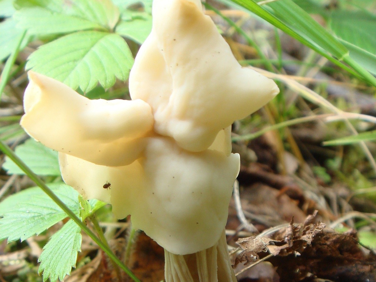 fungi-0004768