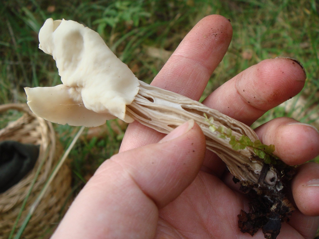 fungi-0004769