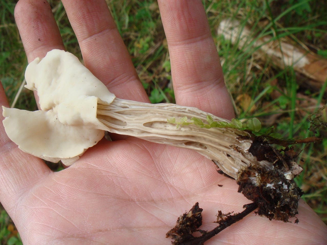 fungi-0004770