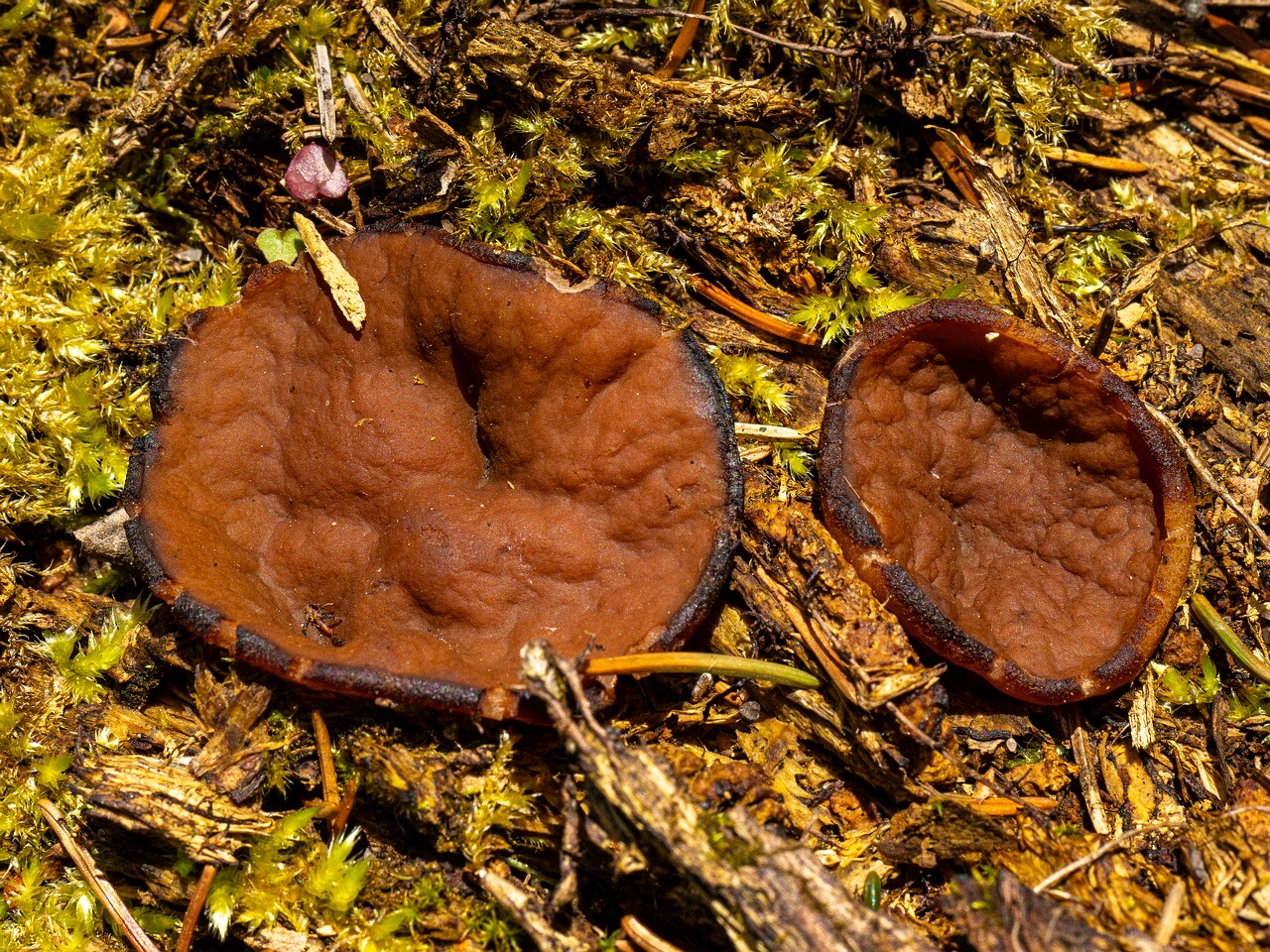 !Discina ancilis _2026-05-23_1-3