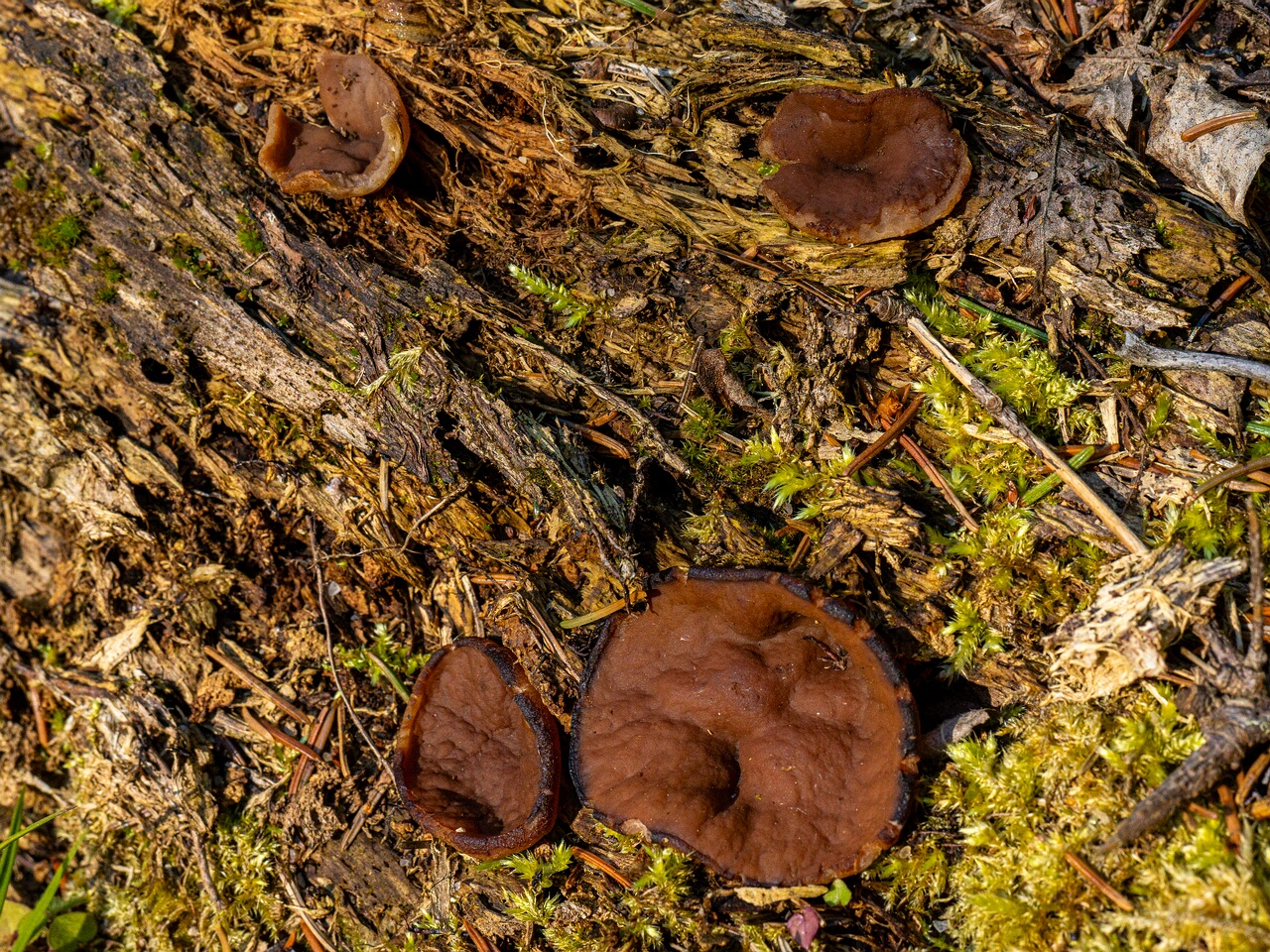 Discina ancilis _2026-05-23_1-1