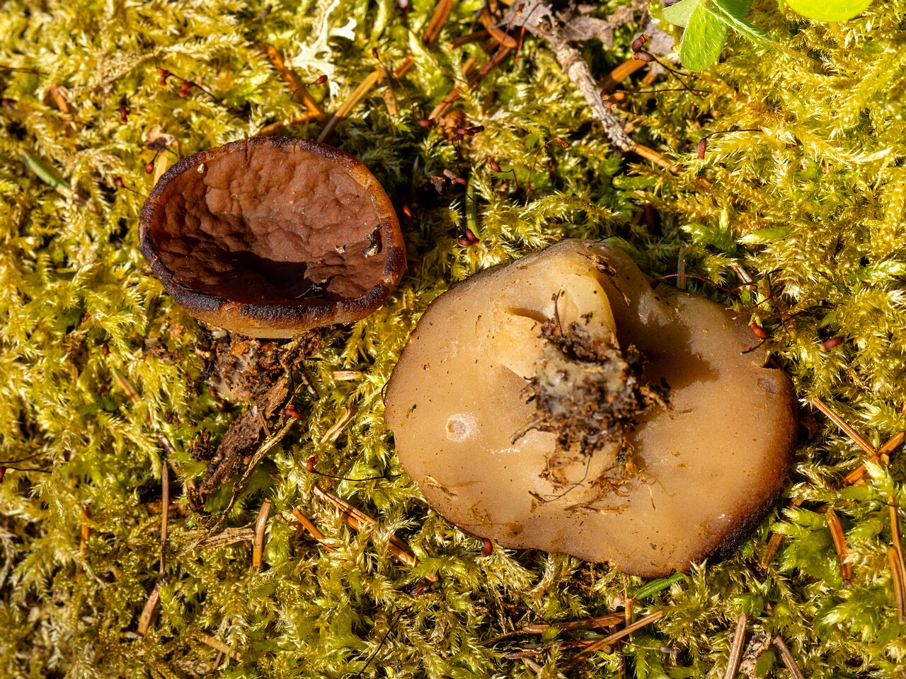 Discina ancilis _2026-05-23_1-10