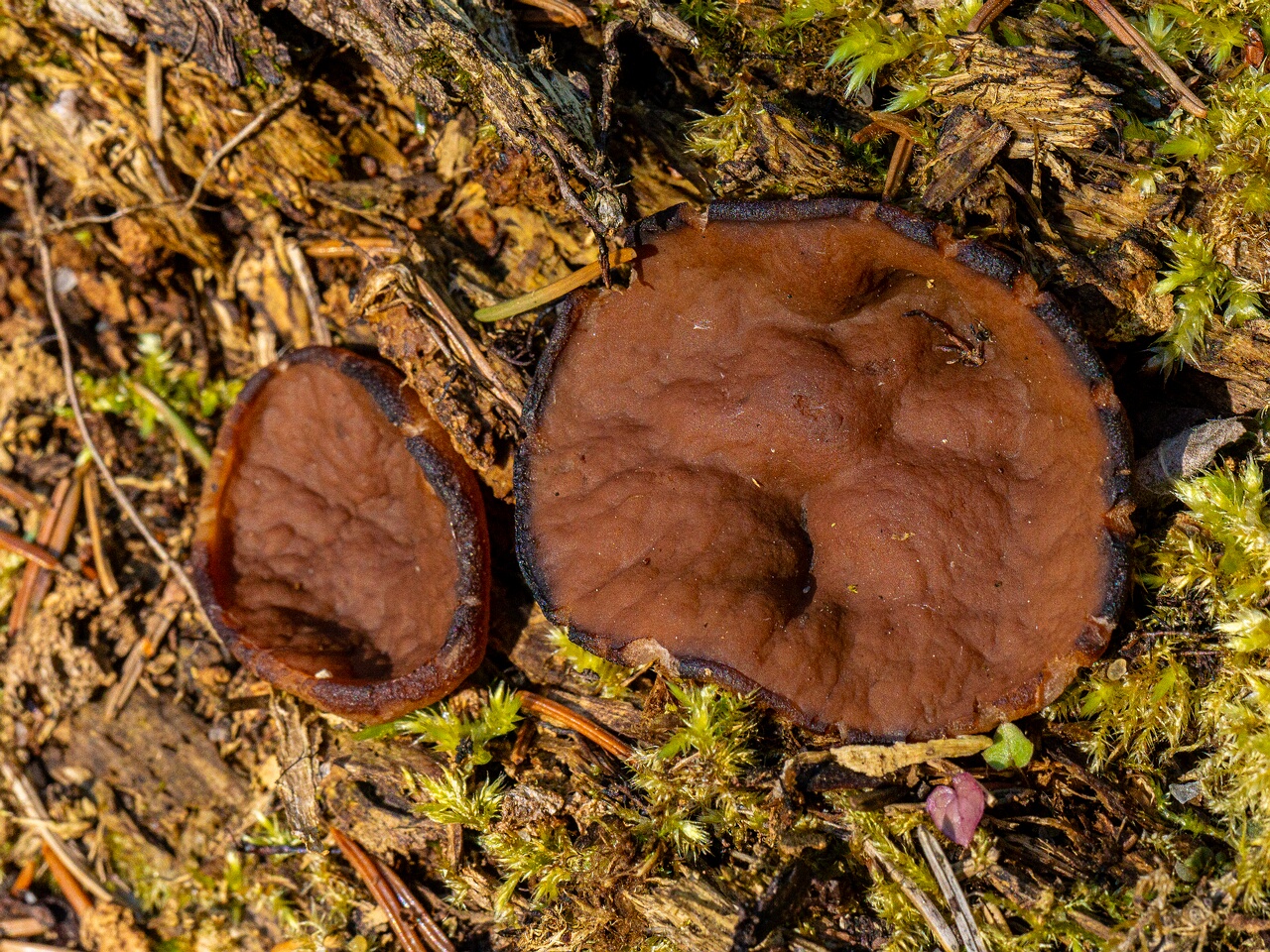 Discina ancilis _2026-05-23_1-2