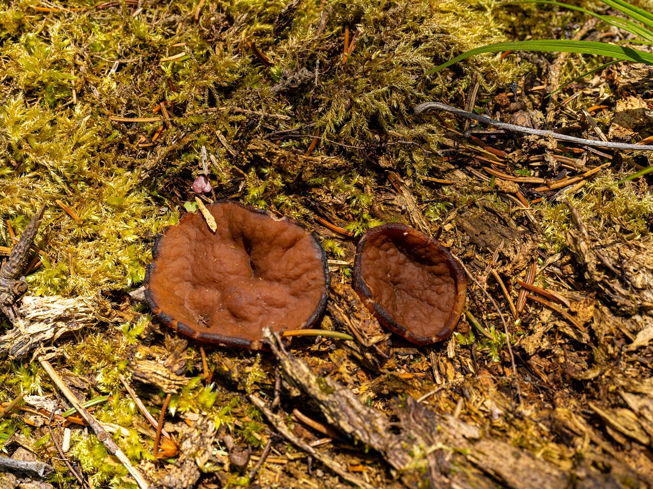 Discina ancilis _2026-05-23_1-4