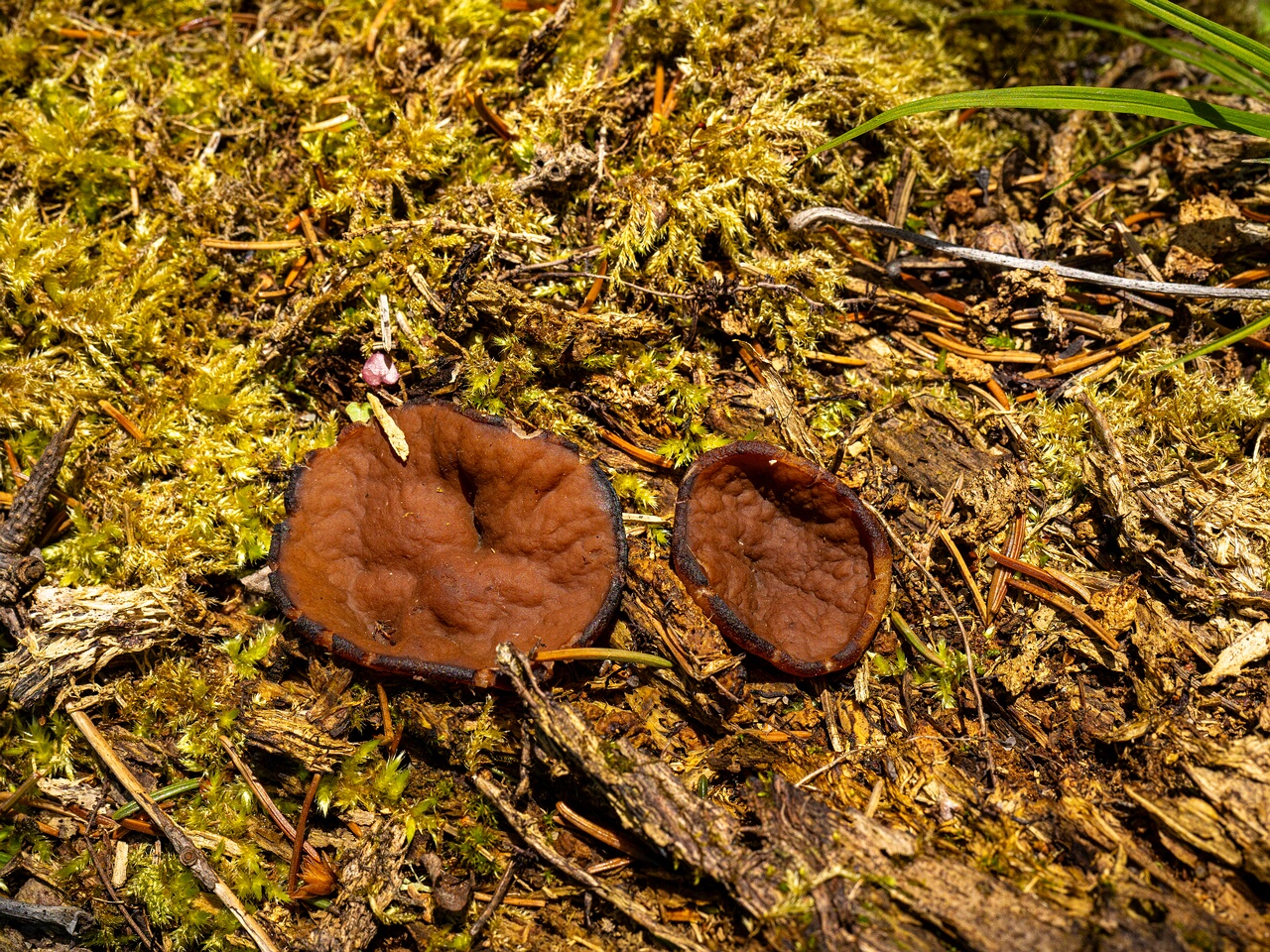 Discina ancilis _2026-05-23_1-5