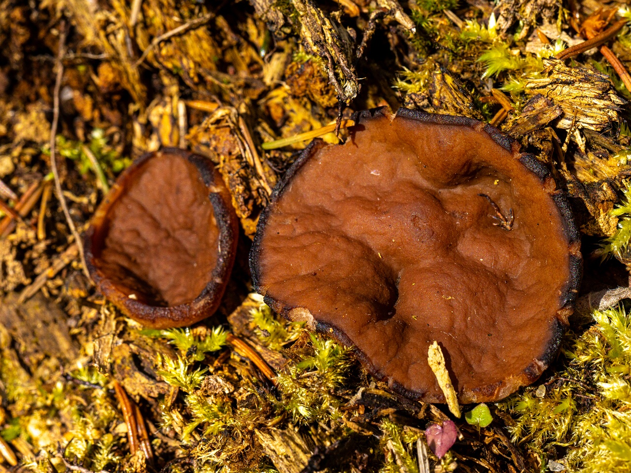 Discina ancilis _2026-05-23_1-6