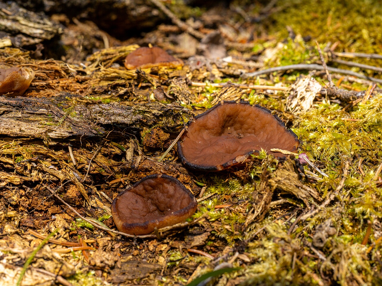 Discina ancilis _2026-05-23_1-7