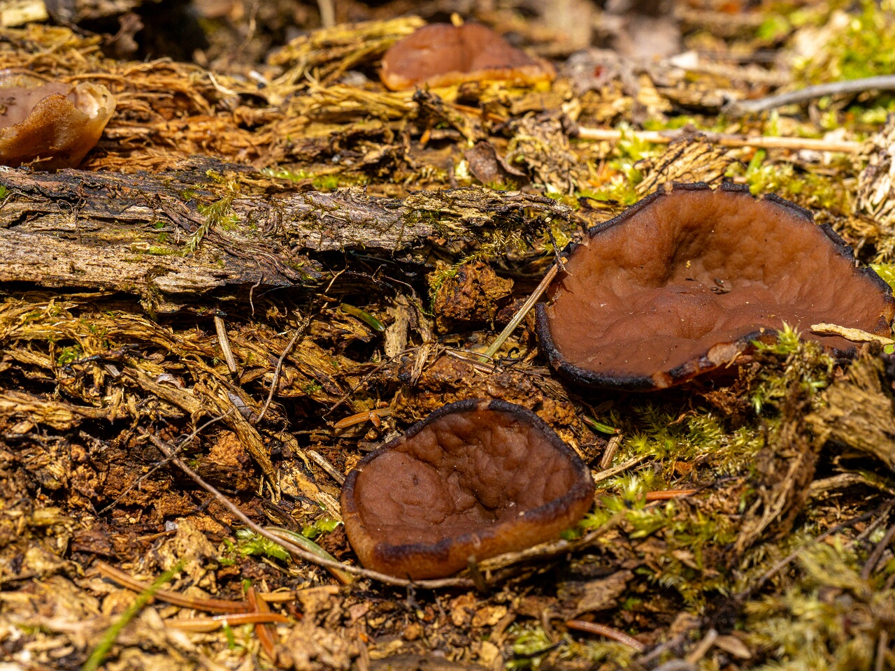 Discina ancilis _2026-05-23_1-8