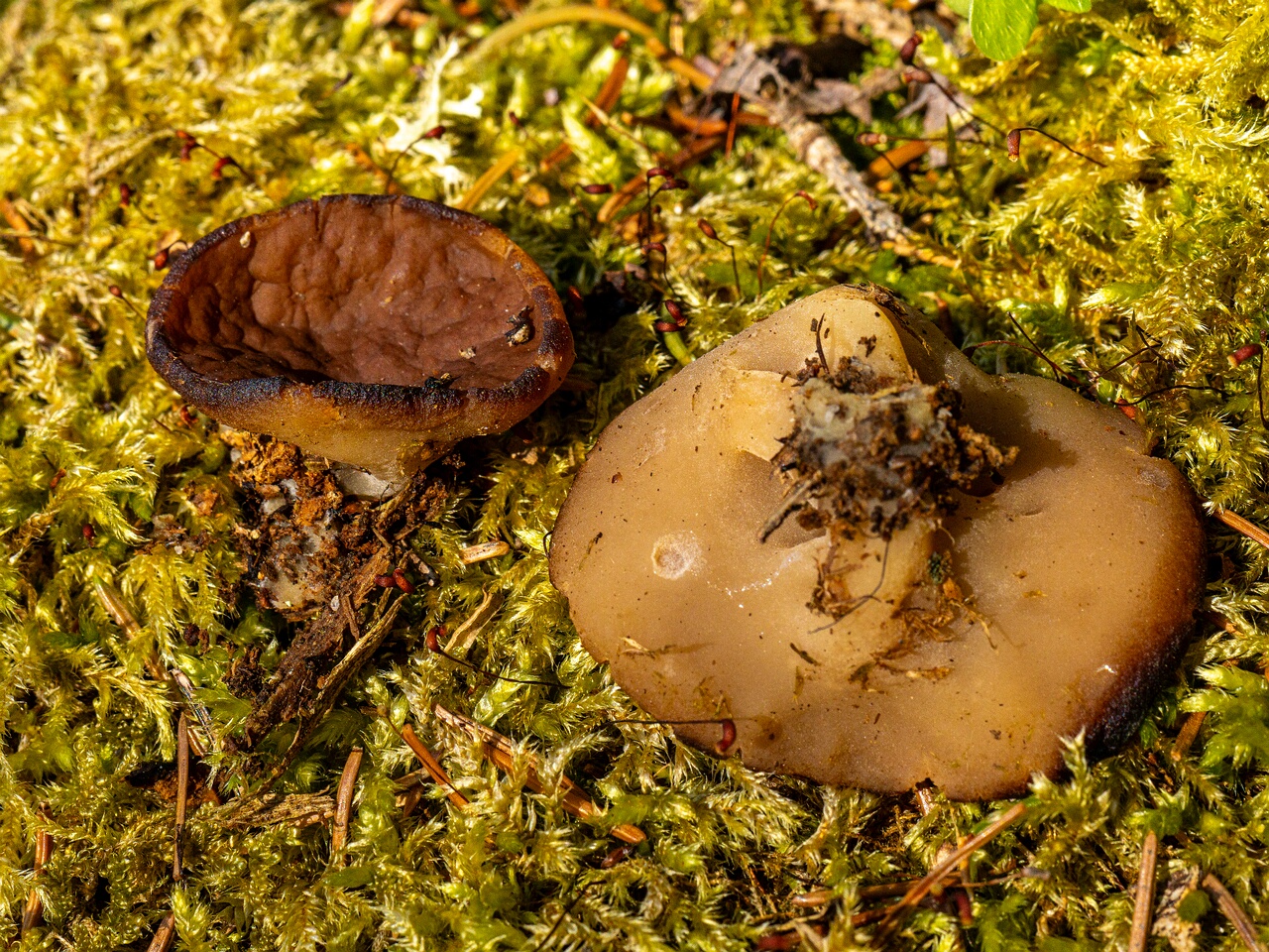 Discina ancilis _2026-05-23_1-9