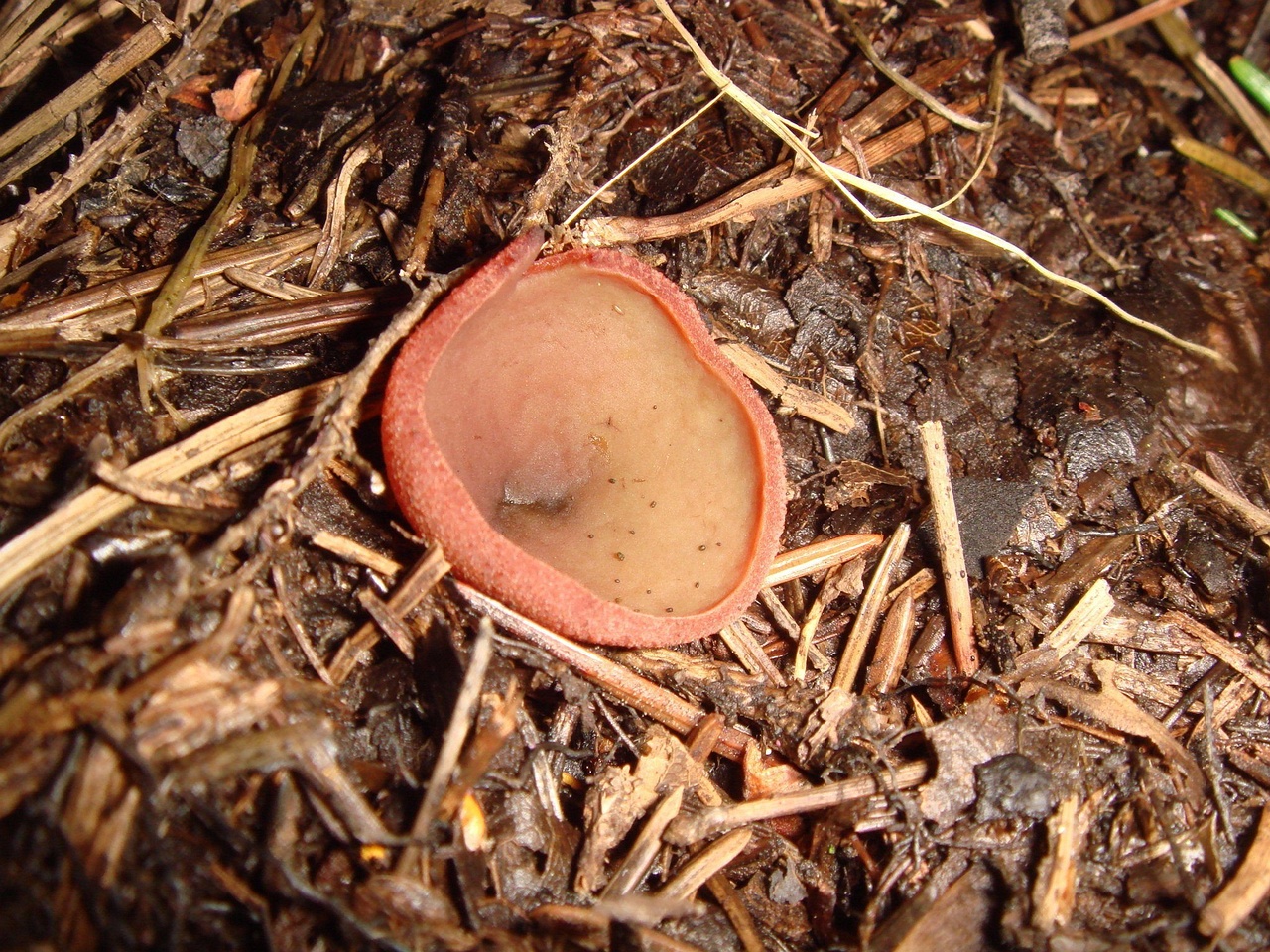 fungi-0003975