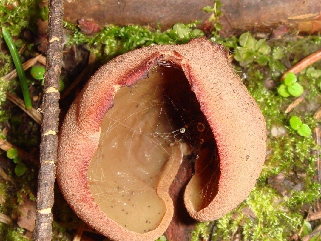 fungi-0003989_