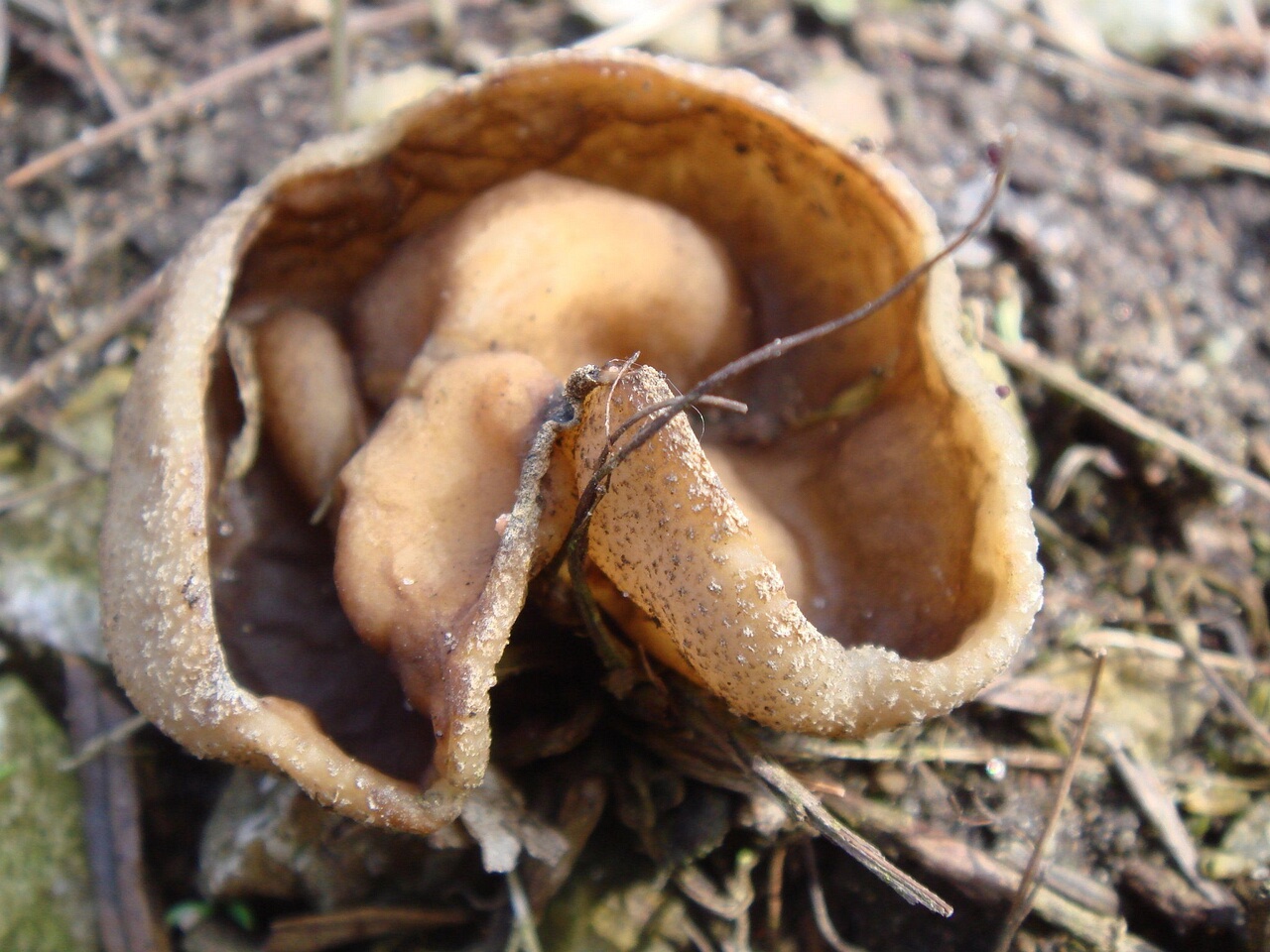 0fungi-0003848