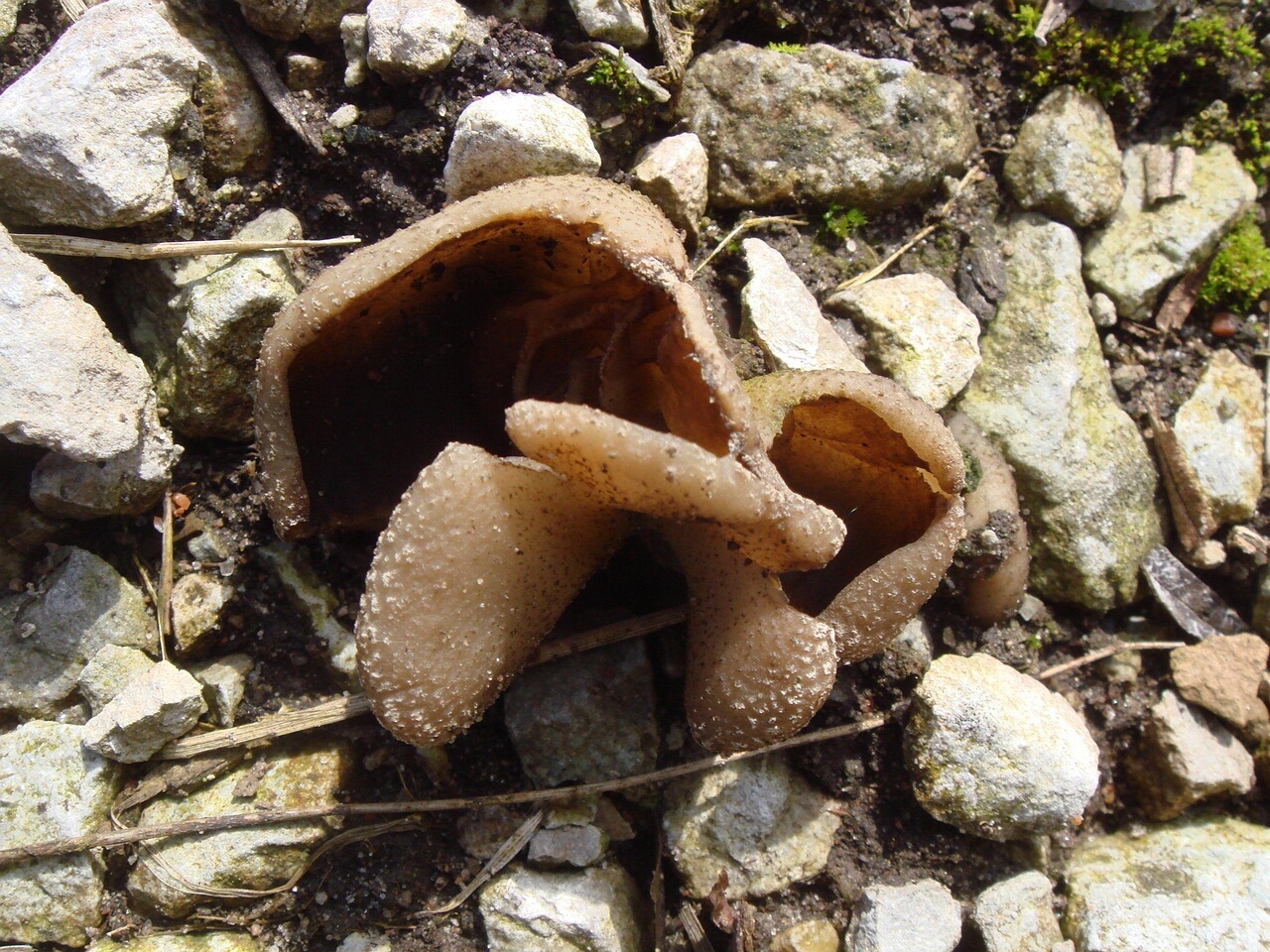 fungi-0003852