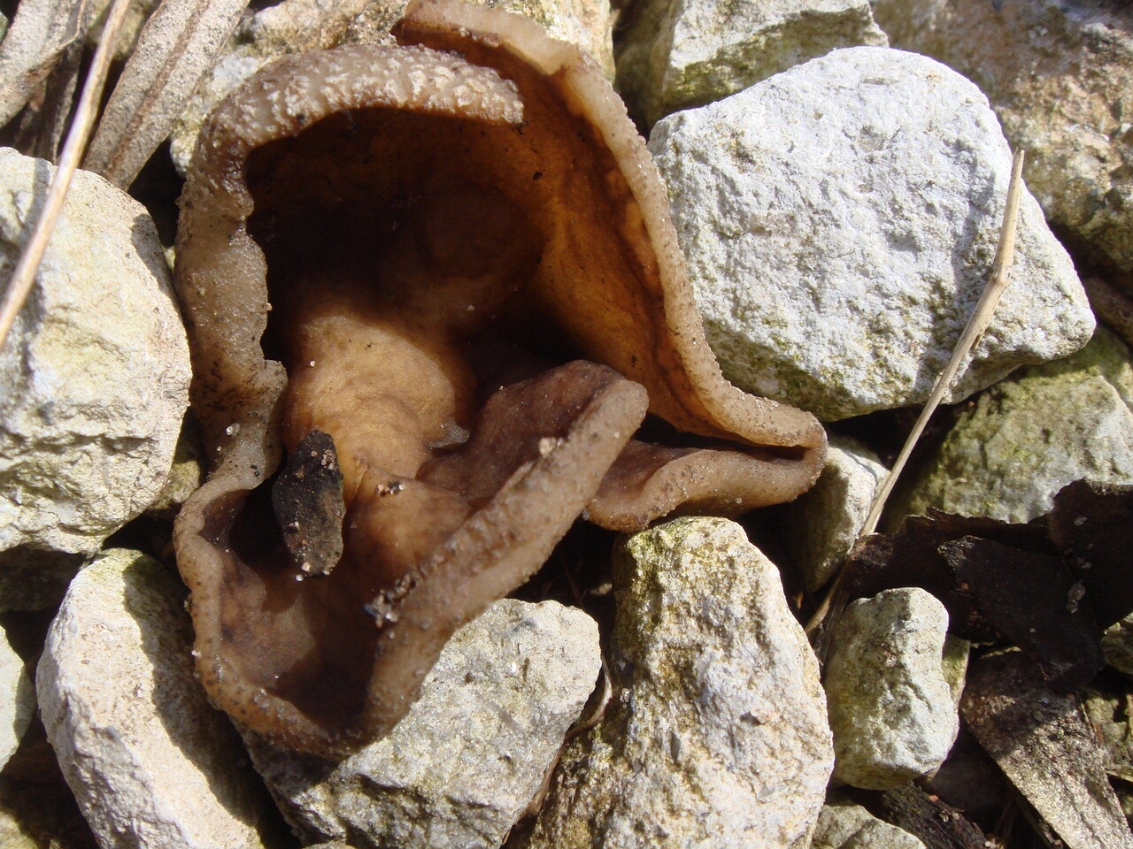 fungi-0003853