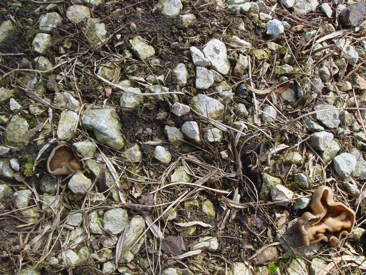 fungi-0003854