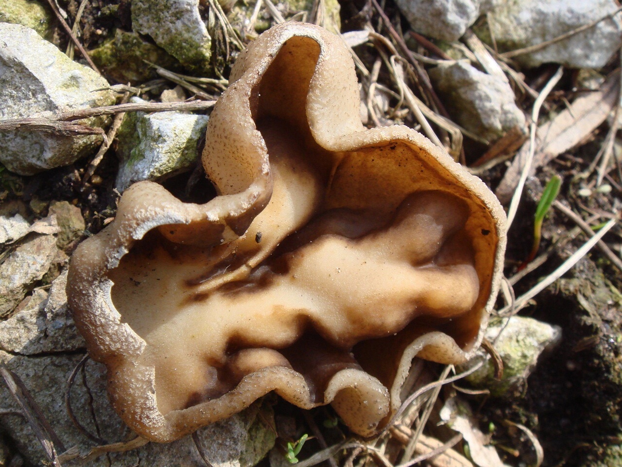 fungi-0003855