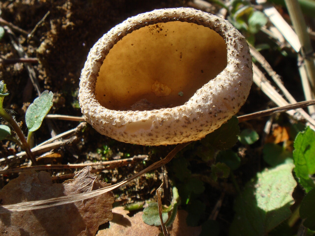 fungi-0004830