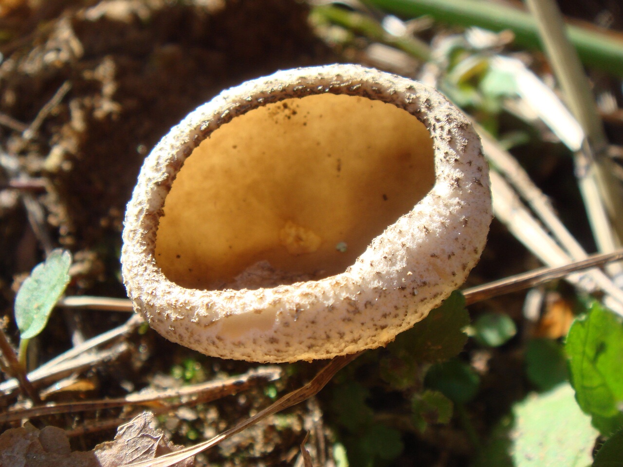 fungi-0004831