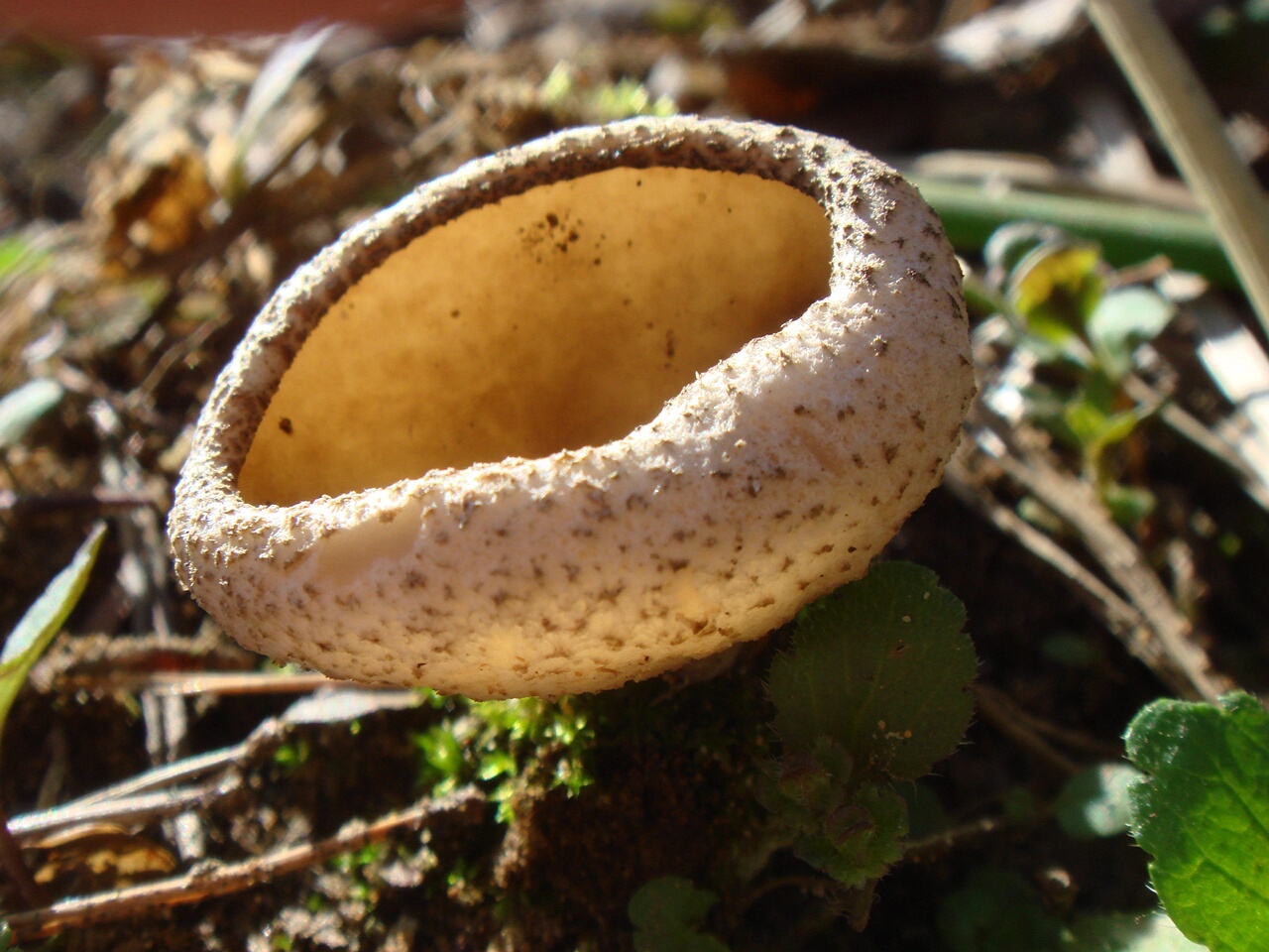 fungi-0004832