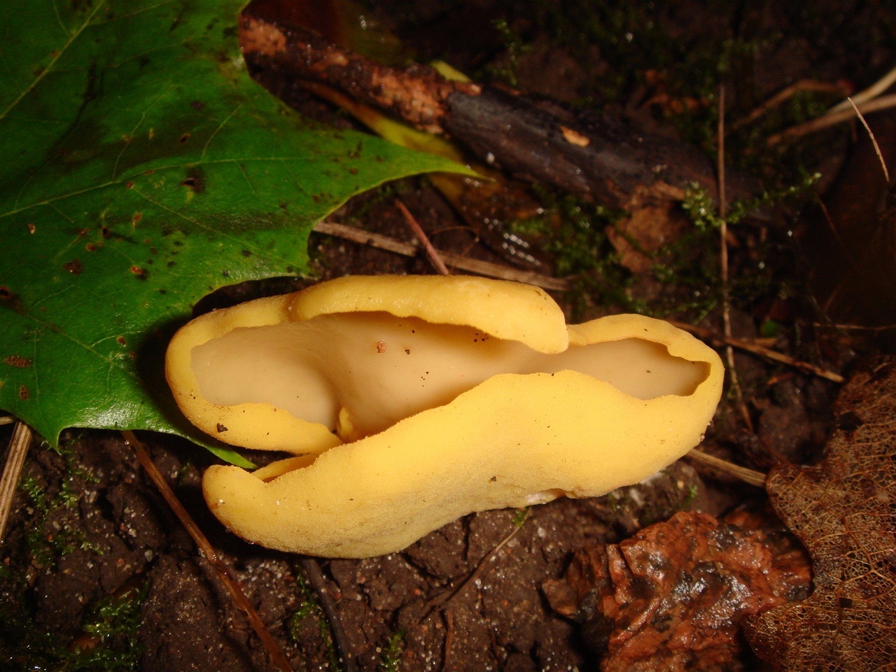 fungi-0004053