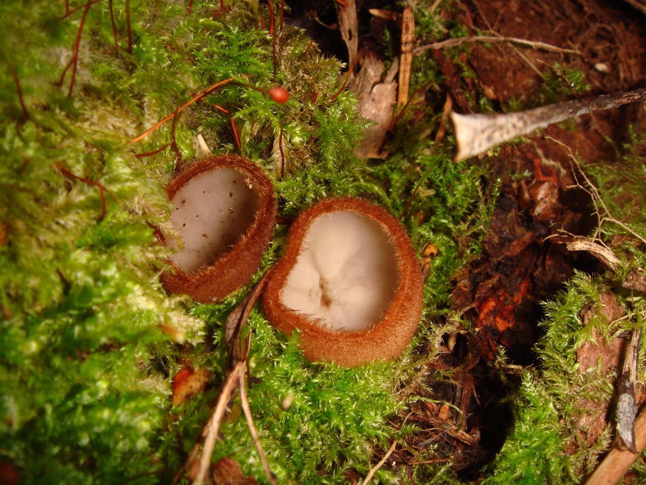 fungi-0004018