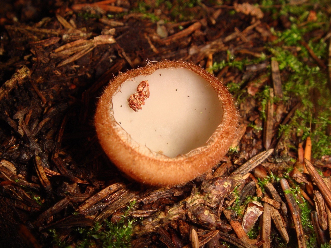 fungi-0004136
