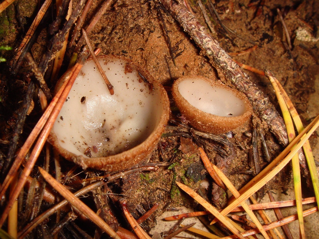 fungi-0004192