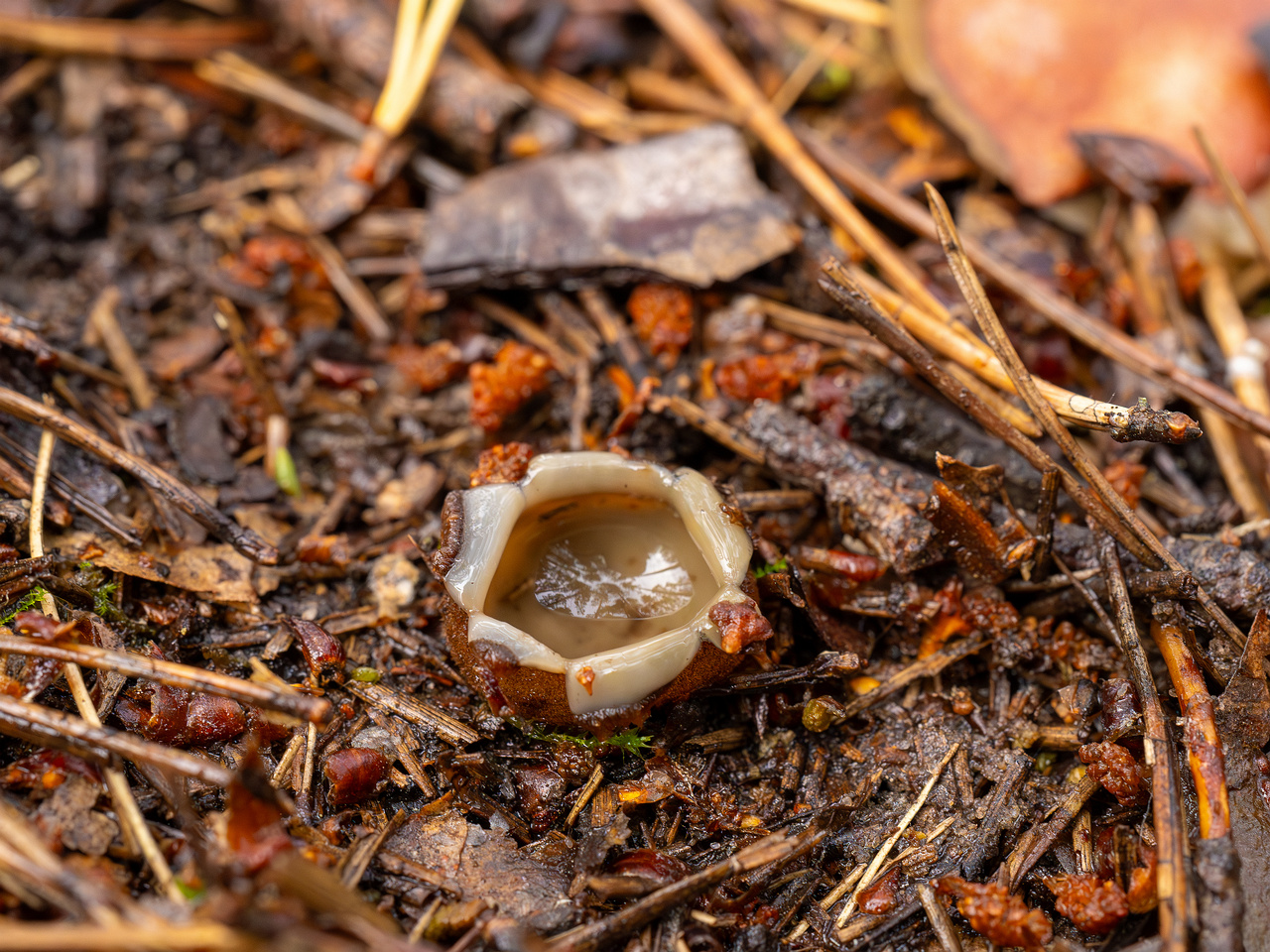 humaria-hemisphaerica_2024-09-12_1-5