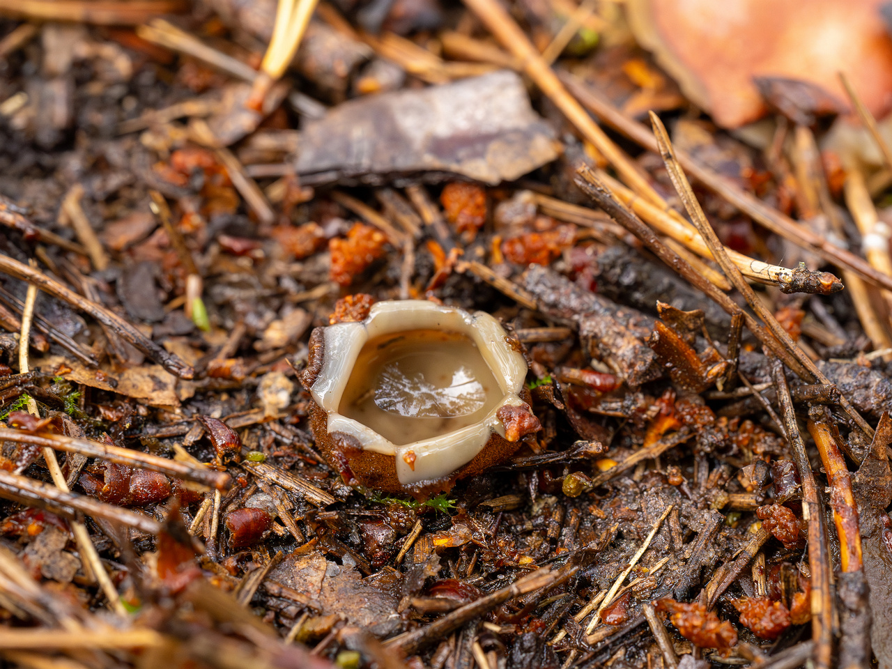 humaria-hemisphaerica_2024-09-12_1-6