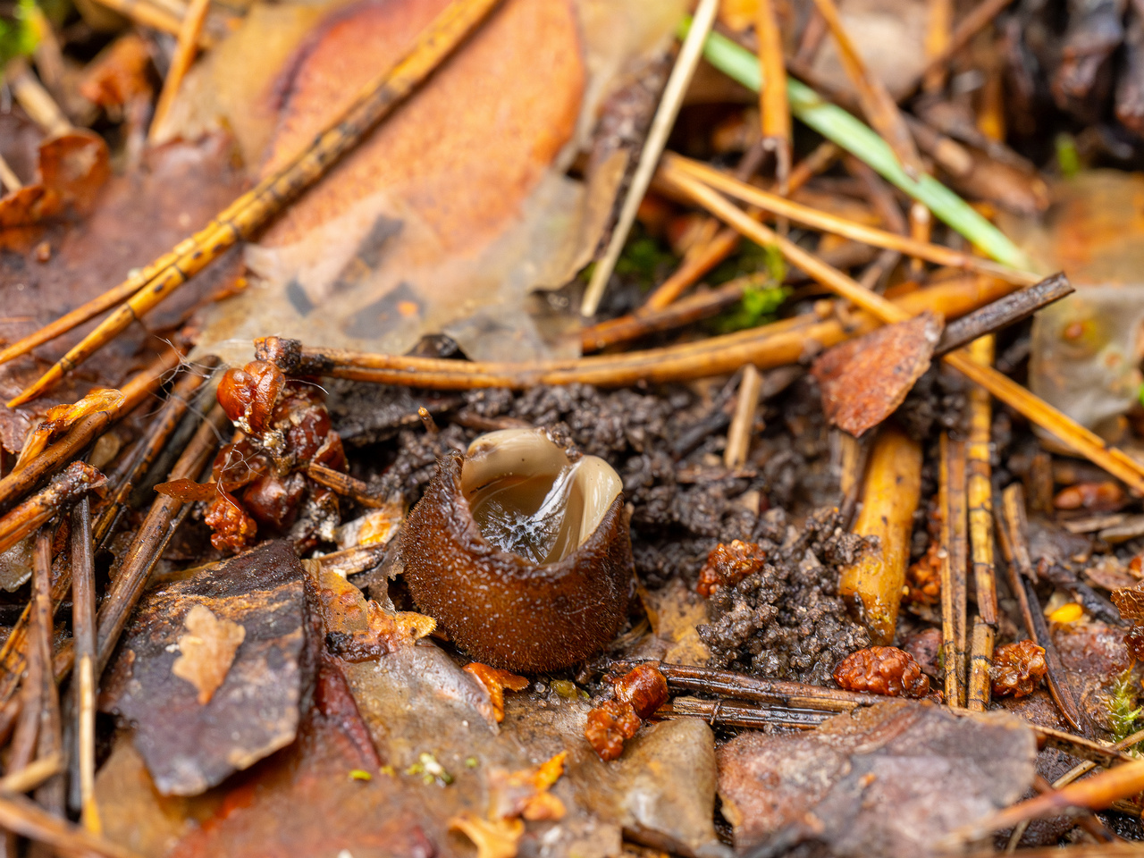 humaria-hemisphaerica_2024-09-12_1-8