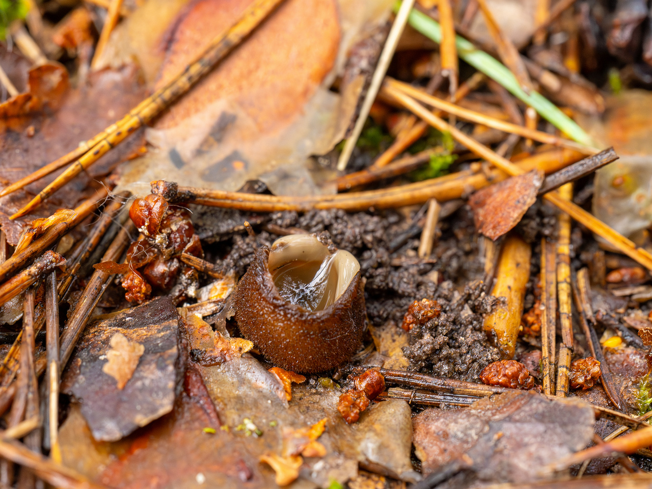 humaria-hemisphaerica_2024-09-12_1-9