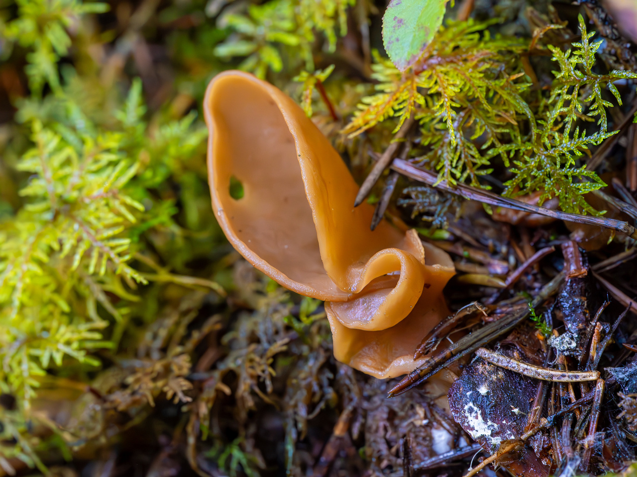 !otidea-leporina_2023-09-14_1-3