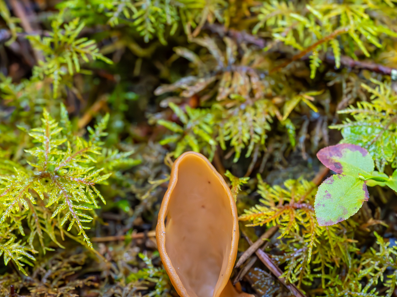 otidea-leporina_2023-09-14_1-1