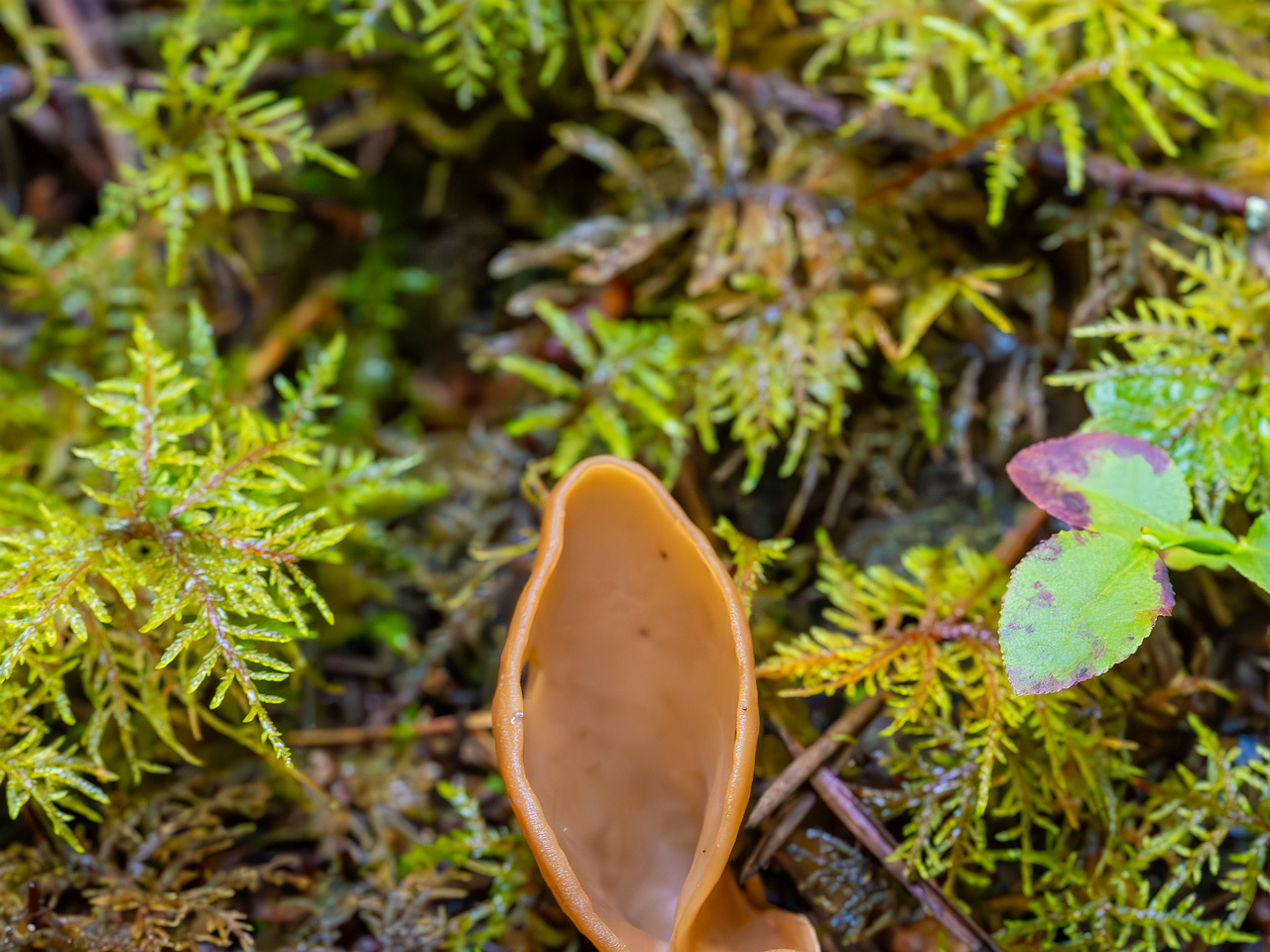 otidea-leporina_2023-09-14_1-2