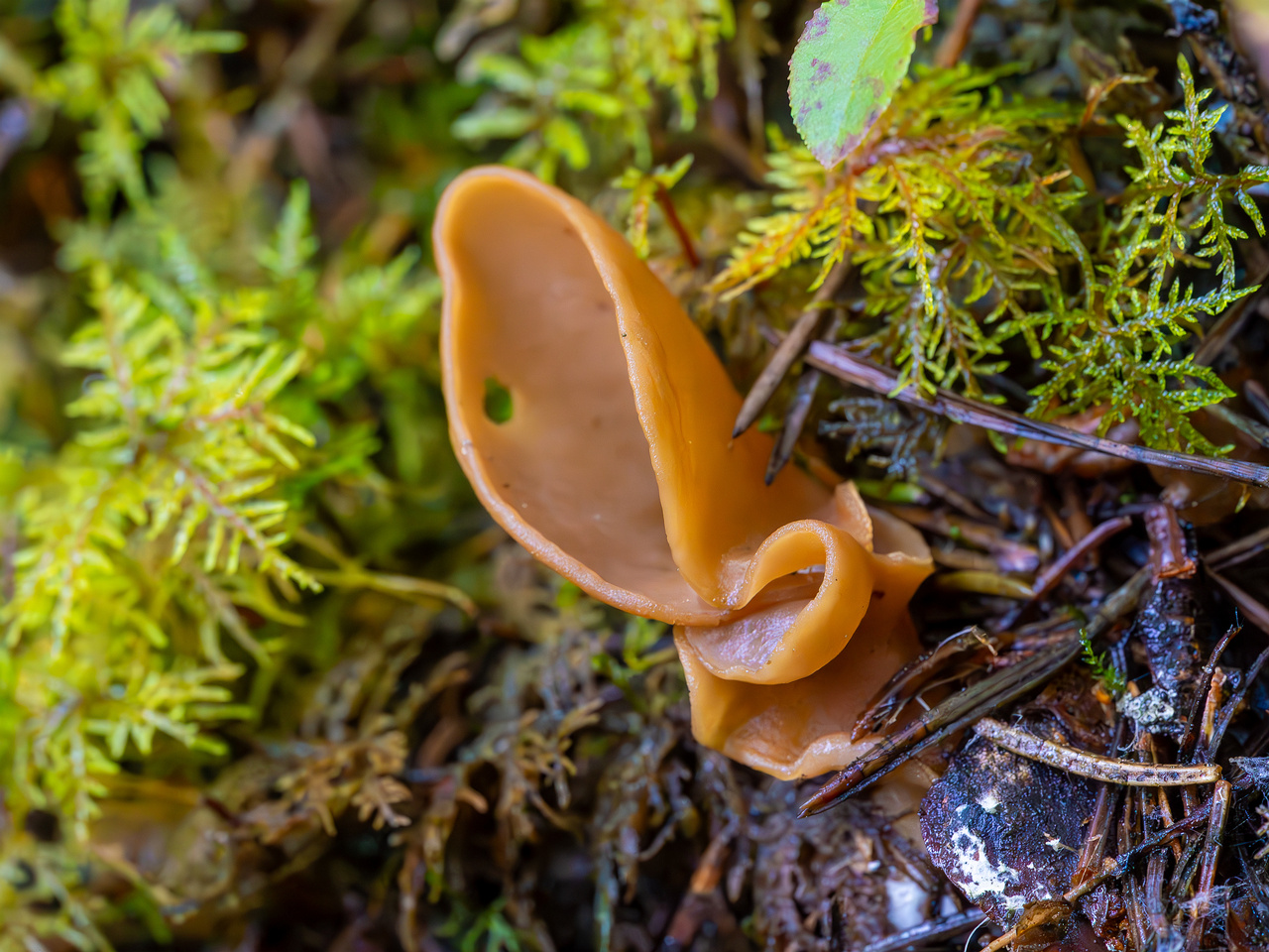 otidea-leporina_2023-09-14_1-4