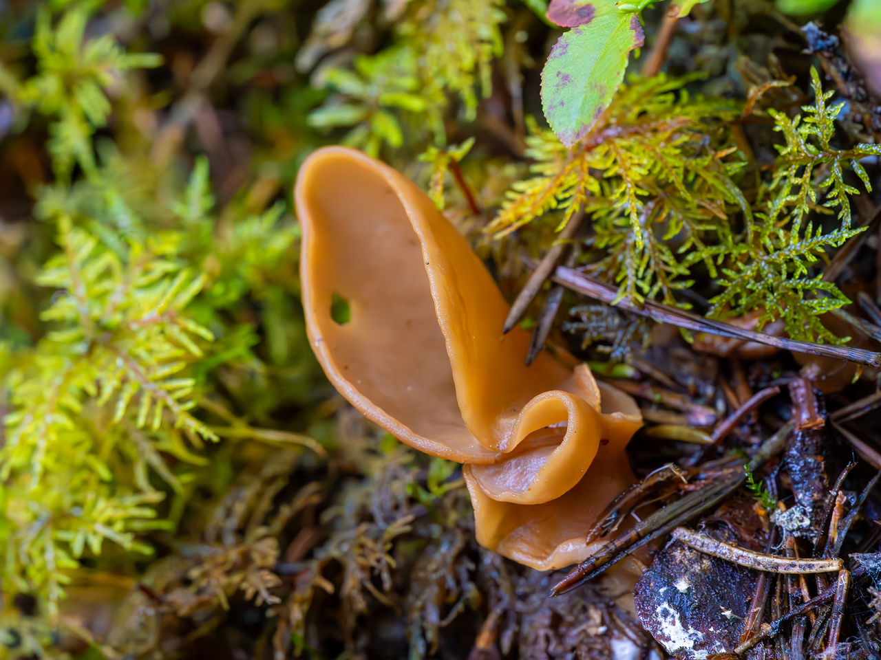 otidea-leporina_2023-09-14_1-5