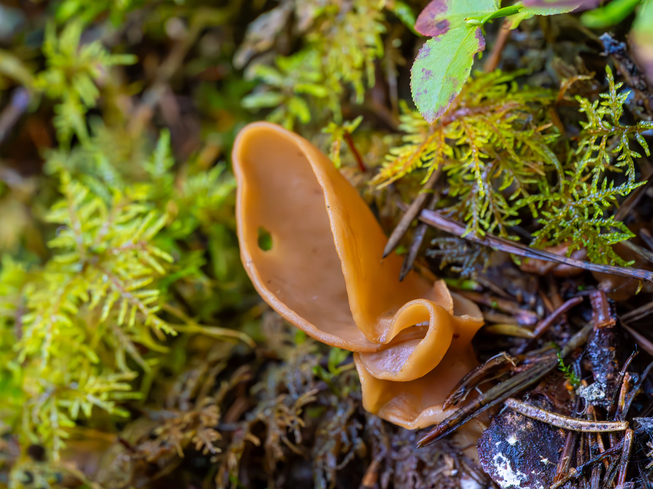 otidea-leporina_2023-09-14_1-6