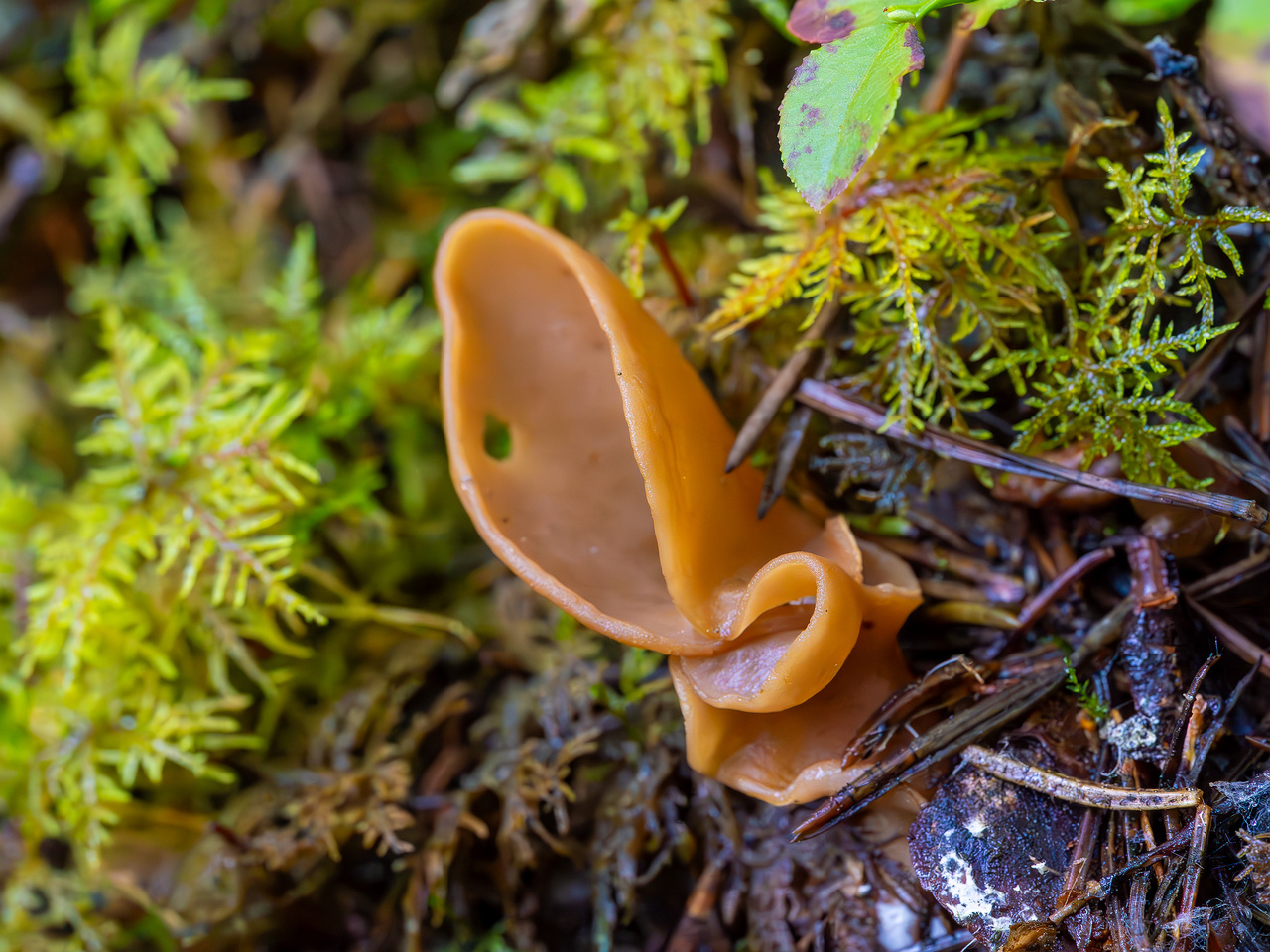 otidea-leporina_2023-09-14_1-7