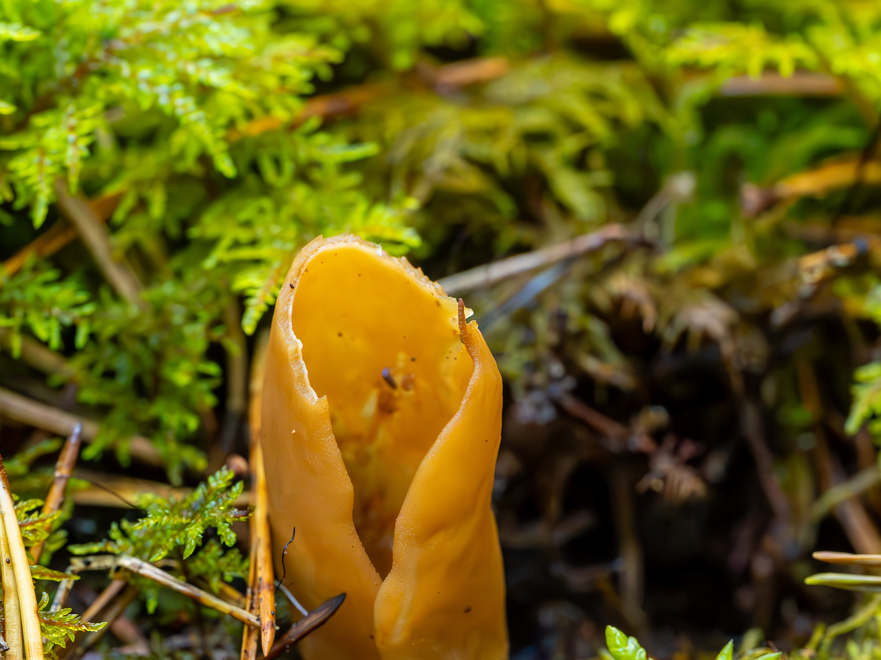 !otidea-onotica_2023-09-14_1-3