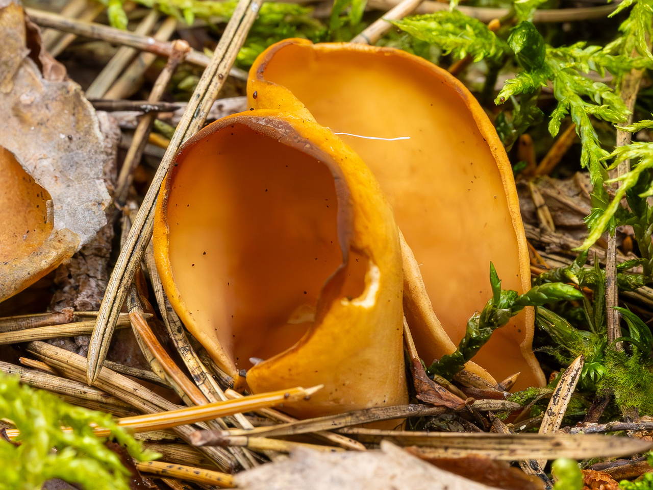 otidea-onotica_2023-09-10_1-5