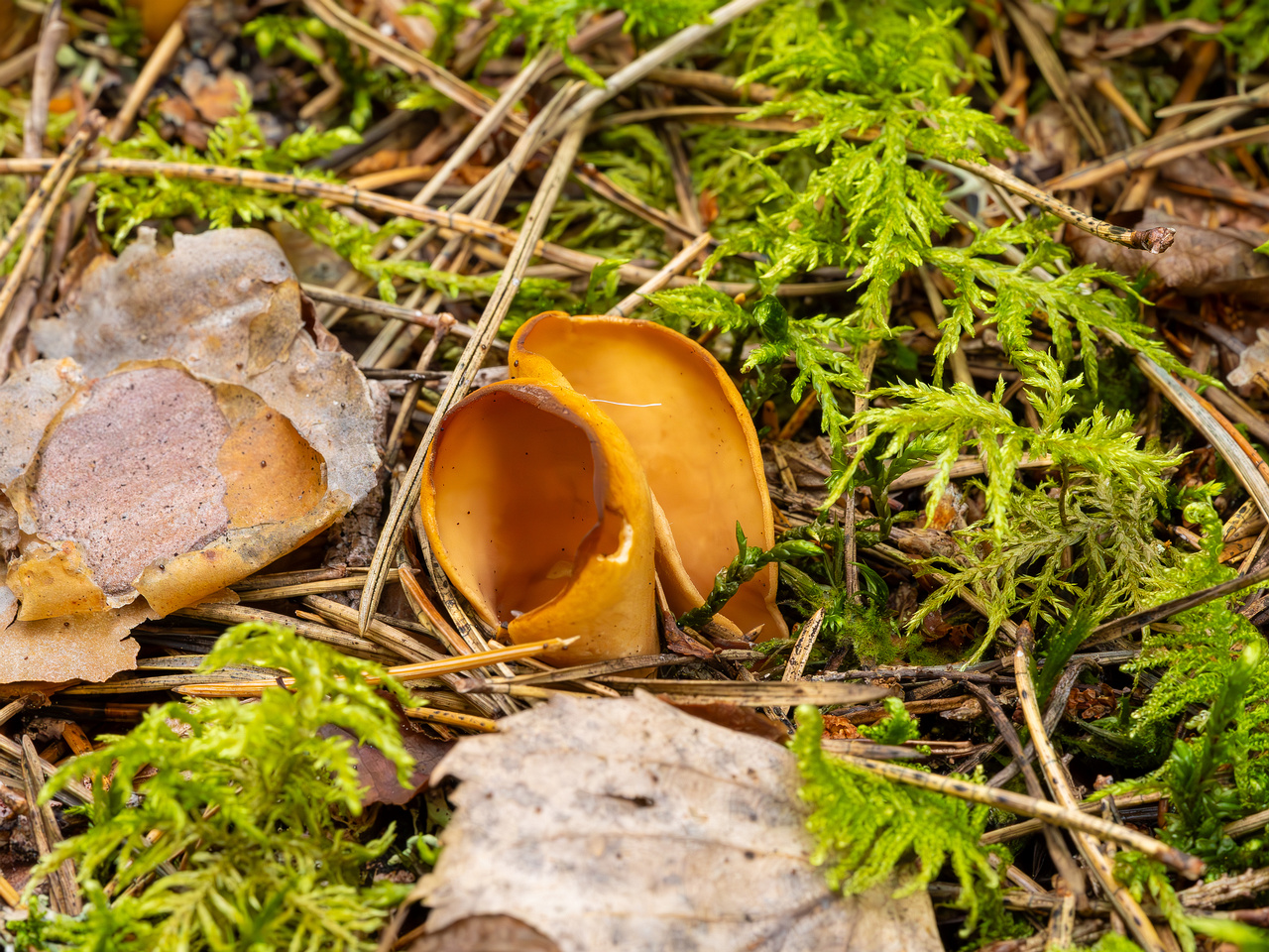 otidea-onotica_2023-09-10_1-6