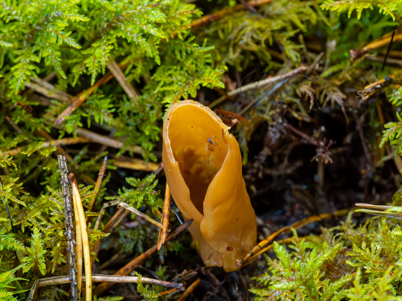 otidea-onotica_2023-09-14_1-1