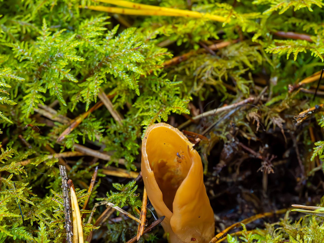 otidea-onotica_2023-09-14_1-2