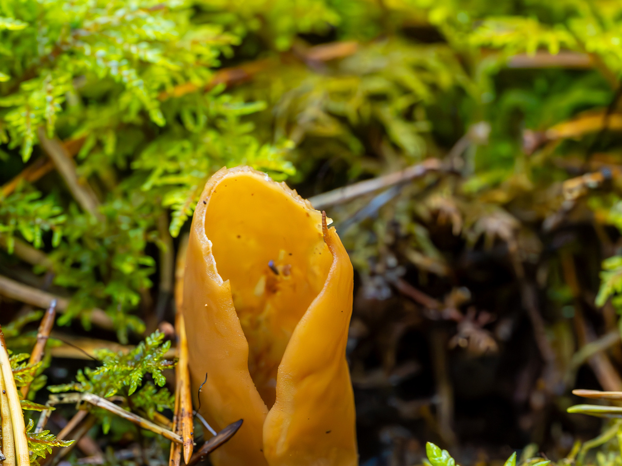 otidea-onotica_2023-09-14_1-4