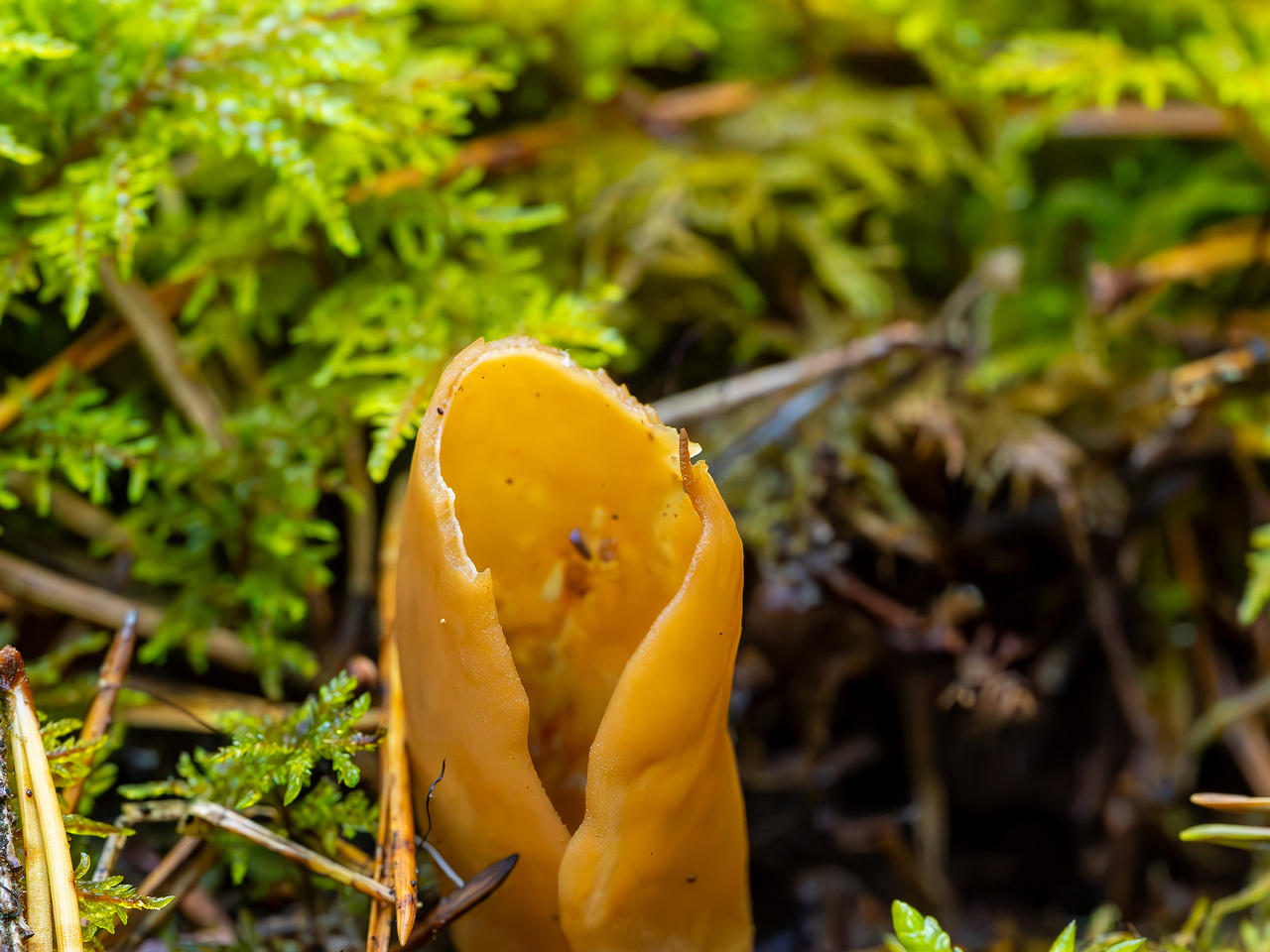 otidea-onotica_2023-09-14_1-5