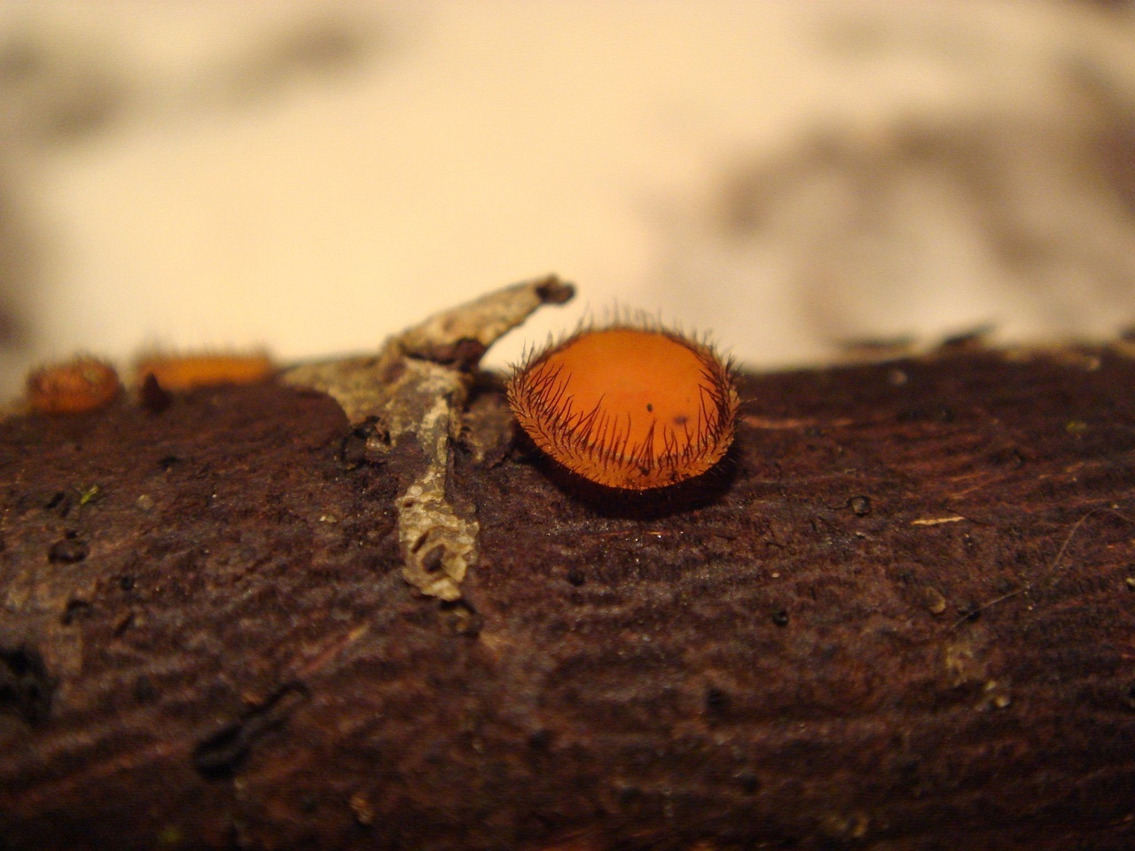 fungi-0001562