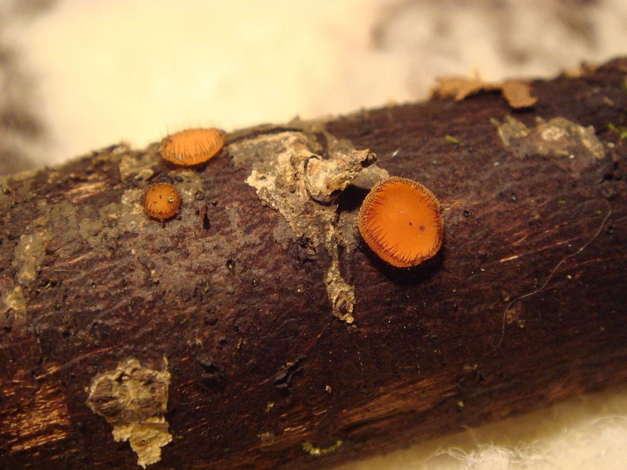 fungi-0001563