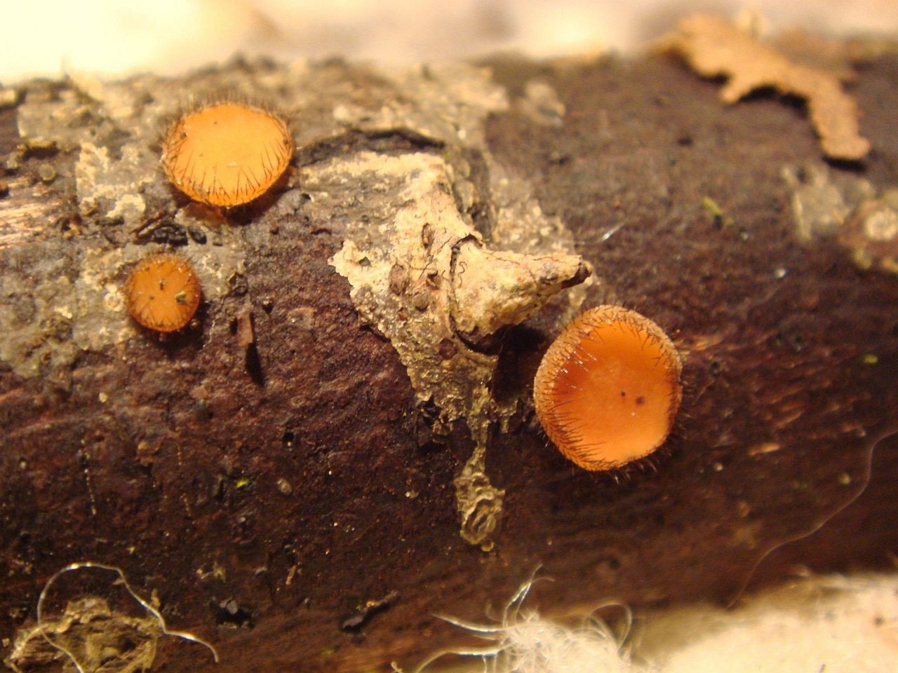 fungi-0001565