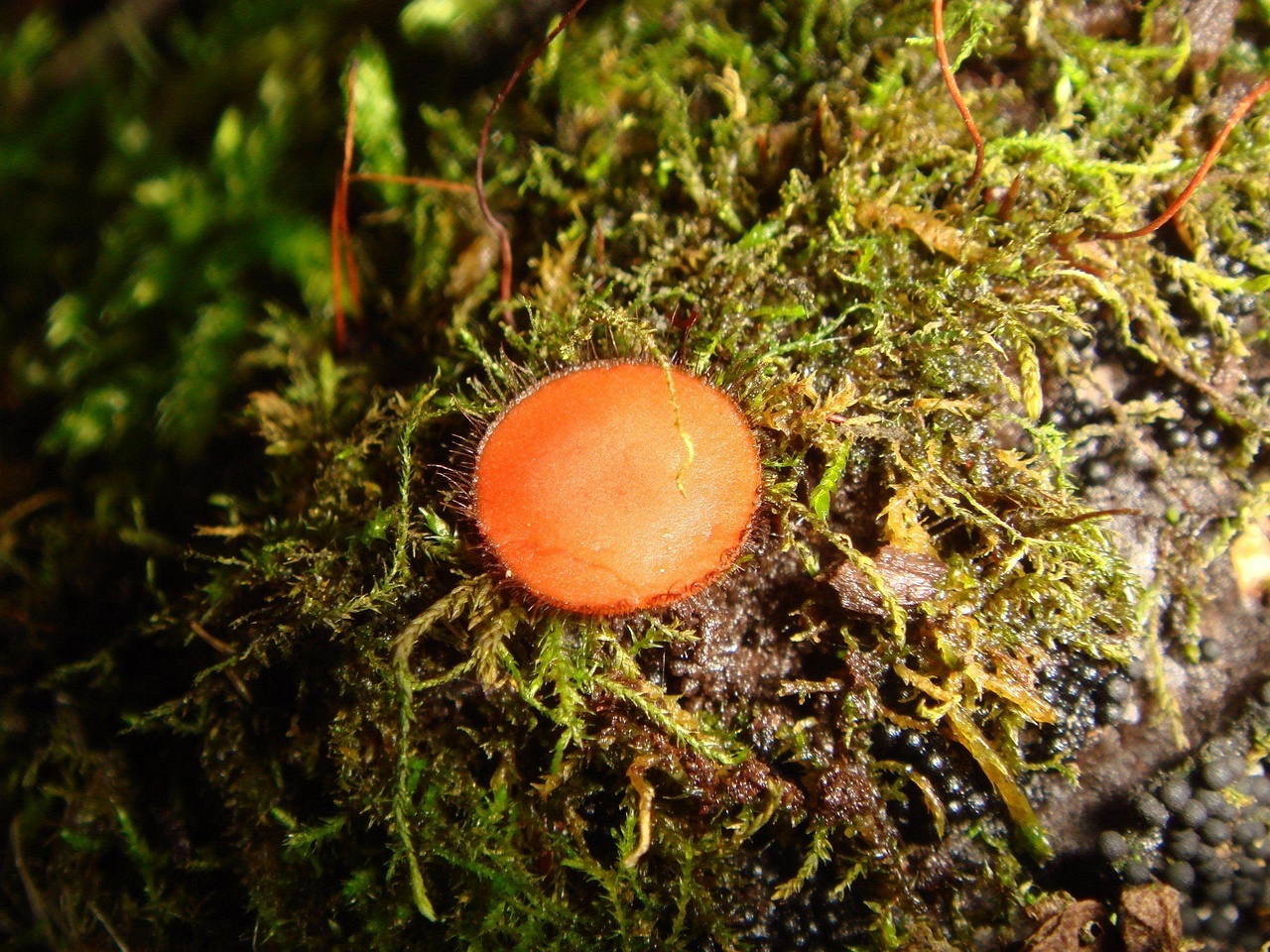 fungi-0002081