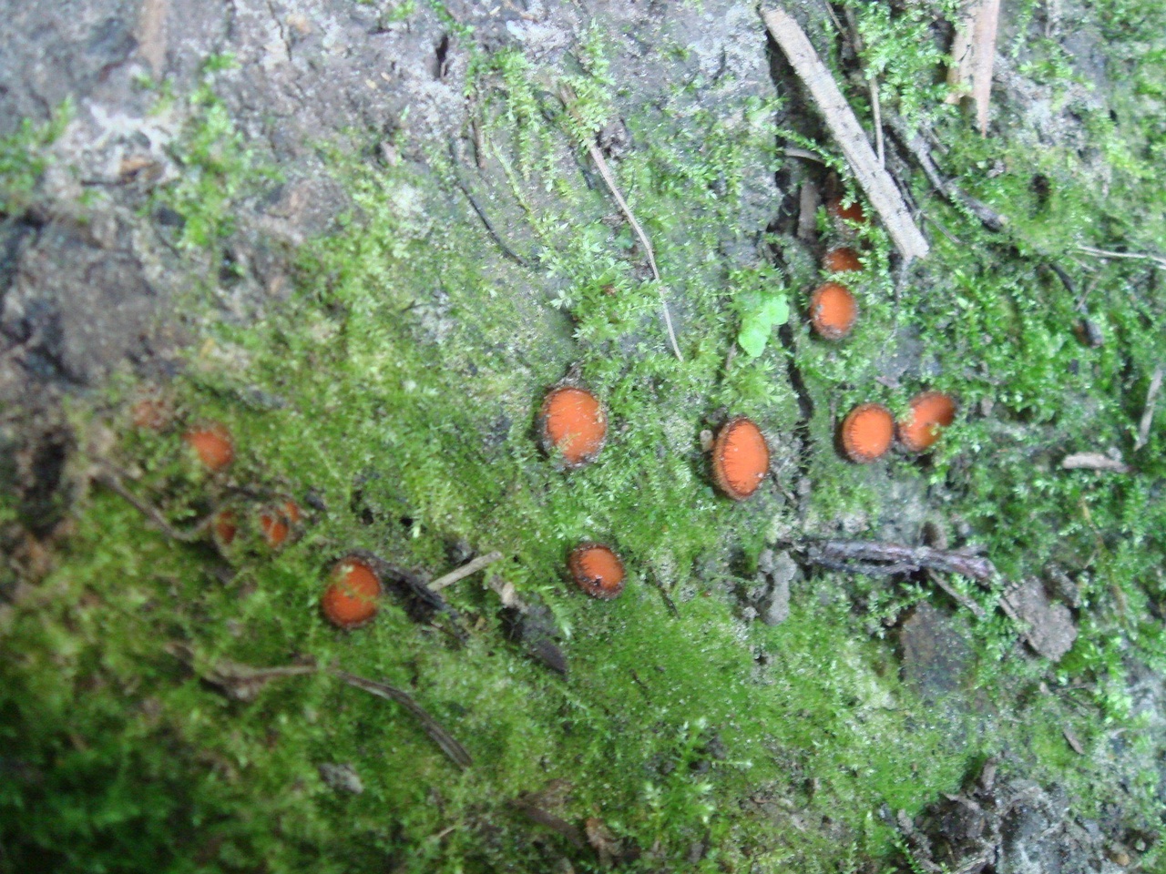 fungi-0003862